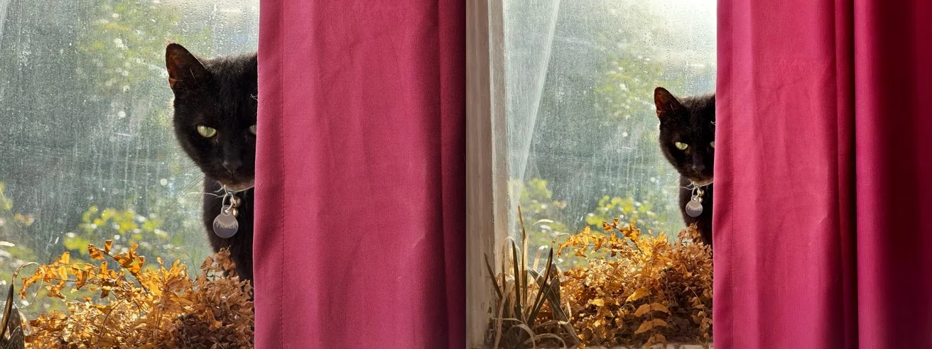 Apple's iOS 27 AI image Enhancement Feature Review