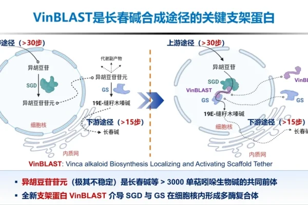 Zhejiang University's Breakthrough Could Slash Costs of Ultra-Expensive Cancer Drugs with 1,000× Production Boost