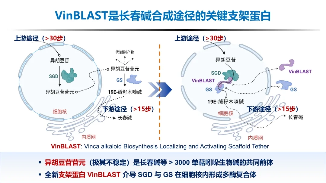 Zhejiang University's Breakthrough Could Slash Costs of Ultra-Expensive Cancer Drugs with 1,000× Production Boost
